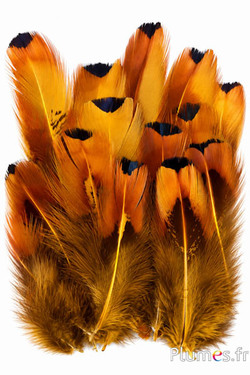 Fagiano di Colchide - 6-12 cm - giallo